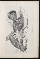 Hazel Grouse plate 9