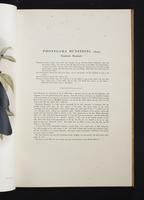 Monograph of the Paradiseidae, 1:26