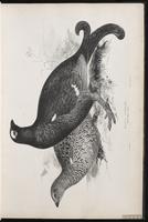 Black Grouse, Eurasian Black Grouse plate 8