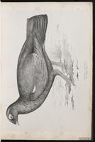 Western Capercaillie plate 7