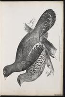 Western Capercaillie plate 6