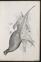 Common Pheasant, faisan de chasse, Faisán de collar, Ring-necked Pheasant plate 5