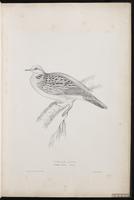 European Turtle Dove, European Turtle-Dove plate 4