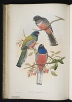 Pavonine quetzal plate 20