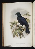 Monograph of the Paradiseidae, 1:25