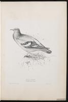 Common Pigeon, Paloma doméstica, pigeon biset, Rock Dove, Rock Pigeon plate 3