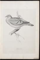 Stock Dove plate 2