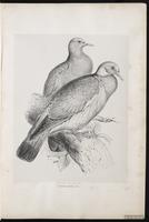 Common Wood Pigeon plate 1