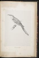 Yellow-billed Cuckoo, coulicou à bec jaune, Cuclillo pico amarillo plate 93