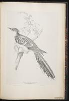 Great Spotted Cuckoo plate 92