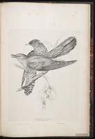 Common Cuckoo plate 91