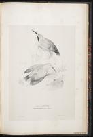 Wallcreeper plate 90