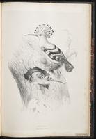 Common Hoopoe, Eurasian Hoopoe, Hoopoe plate 89