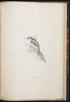 Eurasian Treecreeper plate 88