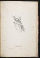 Eurasian Nuthatch plate 87