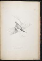 Western Rock Nuthatch plate 86