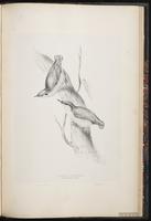 Eurasian Nuthatch plate 85