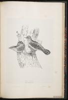 Eurasian Wryneck plate 84