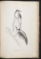 Eurasian Three-toed Woodpecker, Three-toed Woodpecker, pic tridactyle plate 83