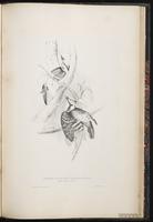 Lesser Spotted Woodpecker plate 82