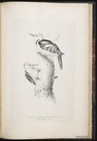 Middle Spotted Woodpecker plate 81