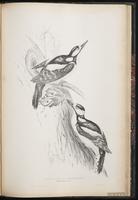 Great Spotted Woodpecker plate 80