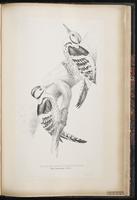 White-backed Woodpecker plate 79