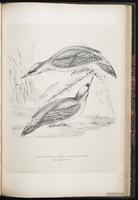 Grey-headed Woodpecker plate 78