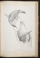 European Green Woodpecker plate 77