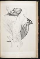 Black Woodpecker plate 76