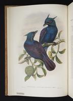 Monograph of the Paradiseidae, 1:19