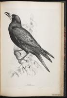 Rook plate 75
