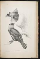 Eurasian Crow, Eurasian Jackdaw, Western Jackdaw, choucas des tours plate 74