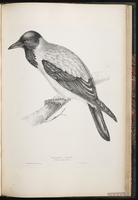 Hooded crow plate 73