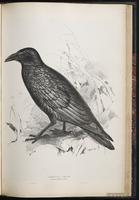 Carrion Crow plate 72