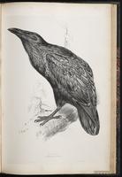 Common Raven, Cuervo común, grand corbeau, Northern Raven plate 71