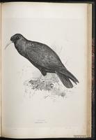 Alpine Chough plate 70