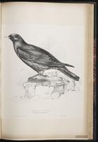 Alpine Chough plate 69