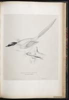 Azure-winged Magpie plate 68