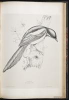 Black-billed Magpie, Eurasian Magpie, pie bavarde plate 67