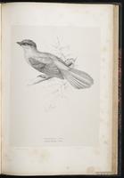 Siberian Jay plate 66