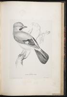 Eurasian Jay plate 65