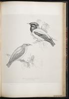 Rosy Starling plate 63