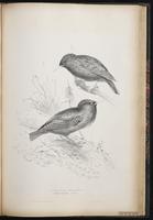 Spotless Starling plate 62