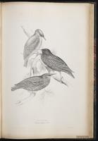 Common Starling, Estornino pinto, étourneau sansonnet, European Starling plate 61