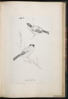 Eurasian Bullfinch plate 60