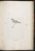 Trumpeter Finch plate 59