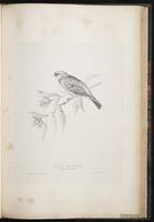 Common Rosefinch plate 58
