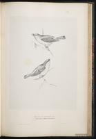 Common Rosefinch plate 57