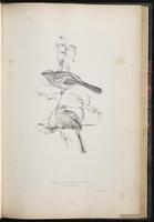 Two-barred Crossbill, White-winged Crossbill plate 56